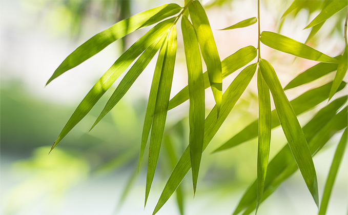 雨(yǔ)過清明(míng) 踏青思故